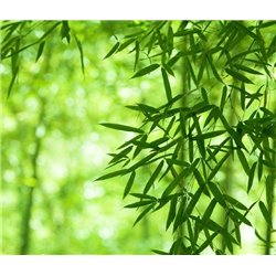 Зелень - Фотообои природа|деревья и травы - Модульная картины, Репродукции, Декоративные панно, Декор стен