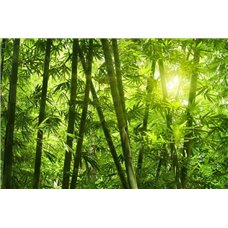 Картина на холсте по фото Модульные картины Печать портретов на холсте Солнечный свет - Фотообои природа|бамбук