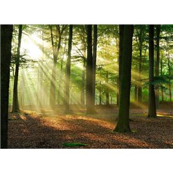 Солнечный рассвет в лесу - Фотообои природа|лес - Модульная картины, Репродукции, Декоративные панно, Декор стен