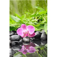 Портреты картины репродукции на заказ - Цветочек орхидеи - Фотообои цветы|орхидеи