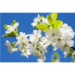 На фоне неба - Фотообои цветы|цветущие деревья - Модульная картины, Репродукции, Декоративные панно, Декор стен
