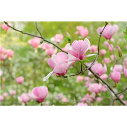 Цветение - Фотообои цветы|цветущие деревья - Модульная картины, Репродукции, Декоративные панно, Декор стен