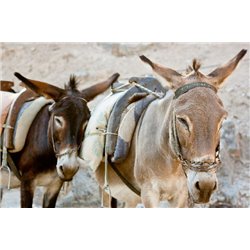 Ослы - Фотообои Животные - Модульная картины, Репродукции, Декоративные панно, Декор стен