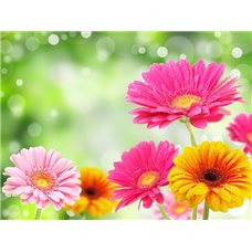 Картина на холсте по фото Модульные картины Печать портретов на холсте Разноцветные герберы - Фотообои цветы|герберы