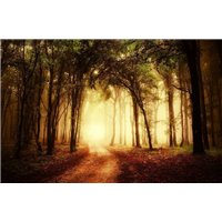 Портреты картины репродукции на заказ - Лес - Фотообои природа|дороги