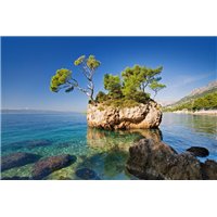 Портреты картины репродукции на заказ - Дерево на камне - Фотообои Море|побережье