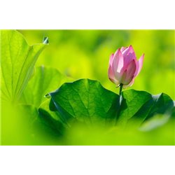 Лилия - Фотообои цветы|кувшинки - Модульная картины, Репродукции, Декоративные панно, Декор стен