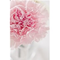 Пион - Фотообои цветы|пионы