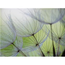 Отцветшие цветы - Фотообои цветы|одуванчик - Модульная картины, Репродукции, Декоративные панно, Декор стен