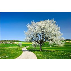 Дорога и цветущее дерево - Фотообои природа|дороги - Модульная картины, Репродукции, Декоративные панно, Декор стен