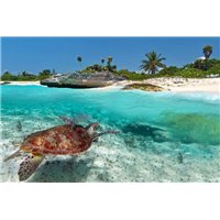 Портреты картины репродукции на заказ - Черепаха - Фотообои Море|пляж