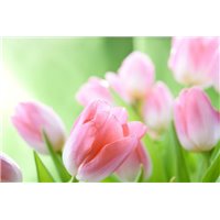Портреты картины репродукции на заказ - Тюльпаны - Фотообои цветы|тюльпаны