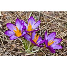 Картина на холсте по фото Модульные картины Печать портретов на холсте Крокусы - Фотообои цветы|подснежники и крокусы