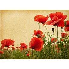 Картина на холсте по фото Модульные картины Печать портретов на холсте Поле маков - Фотообои цветы|маки