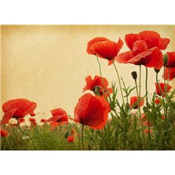 Поле маков - Фотообои цветы|маки - Модульная картины, Репродукции, Декоративные панно, Декор стен