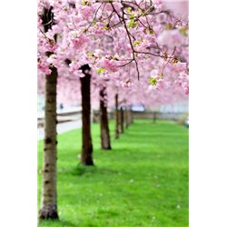 Аллея - Фотообои цветы|цветущие деревья - Модульная картины, Репродукции, Декоративные панно, Декор стен