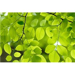 Листики на веточках - Фотообои цветы|листья - Модульная картины, Репродукции, Декоративные панно, Декор стен