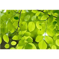Листики на веточках - Фотообои цветы|листья