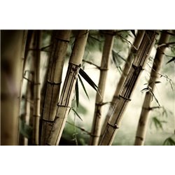 Бамбук - Фотообои природа|бамбук - Модульная картины, Репродукции, Декоративные панно, Декор стен