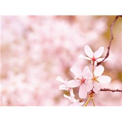 Веточка - Фотообои цветы|цветущие деревья - Модульная картины, Репродукции, Декоративные панно, Декор стен