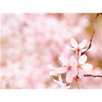 Портреты картины репродукции на заказ - Веточка - Фотообои цветы|цветущие деревья