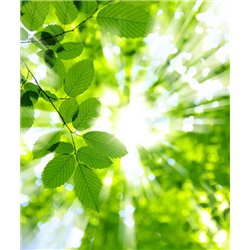 Листья - Фотообои природа|деревья и травы - Модульная картины, Репродукции, Декоративные панно, Декор стен
