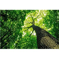 Портреты картины репродукции на заказ - Крона - Фотообои природа|деревья и травы