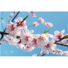 Картина на холсте по фото Модульные картины Печать портретов на холсте На фоне неба - Фотообои цветы|цветущие деревья