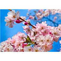 Портреты картины репродукции на заказ - Цветущие ветви - Фотообои цветы|цветущие деревья