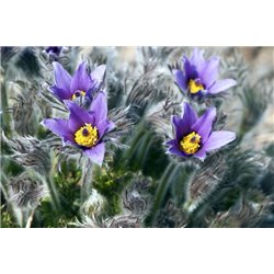 Фиолетовые цветы - Фотообои цветы|другие - Модульная картины, Репродукции, Декоративные панно, Декор стен
