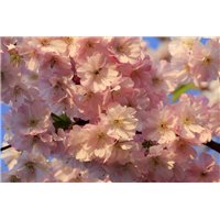 Цветение - Фотообои цветы|цветущие деревья
