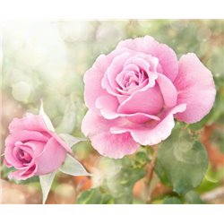 Розы - Фотообои цветы|розы - Модульная картины, Репродукции, Декоративные панно, Декор стен
