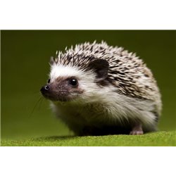 Ежик - Фотообои Животные - Модульная картины, Репродукции, Декоративные панно, Декор стен