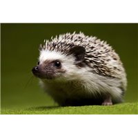 Ежик - Фотообои Животные