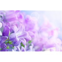 Портреты картины репродукции на заказ - Колокольчики - Фотообои цветы|другие