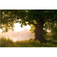 Портреты картины репродукции на заказ - Дерево на фоне заката - Фотообои природа|деревья и травы