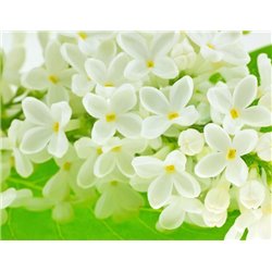 Белоснежная сирень - Фотообои цветы|сирень - Модульная картины, Репродукции, Декоративные панно, Декор стен