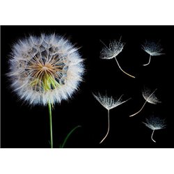 Зонтики одуванчика - Фотообои цветы|одуванчик - Модульная картины, Репродукции, Декоративные панно, Декор стен