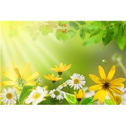 Утро в саду - Фотообои цветы|ромашки - Модульная картины, Репродукции, Декоративные панно, Декор стен