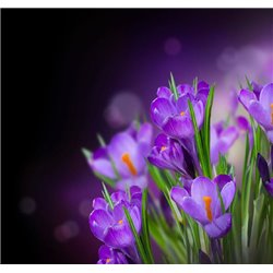 Крокусы - Фотообои цветы|подснежники и крокусы - Модульная картины, Репродукции, Декоративные панно, Декор стен