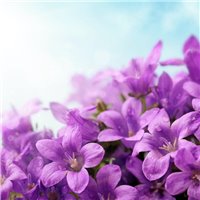 Портреты картины репродукции на заказ - Утренние цветы - Фотообои цветы
