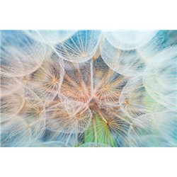 Перед полетом - Фотообои цветы|одуванчик - Модульная картины, Репродукции, Декоративные панно, Декор стен