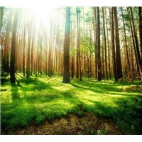 Портреты картины репродукции на заказ - Лес на рассвете - Фотообои природа|лес