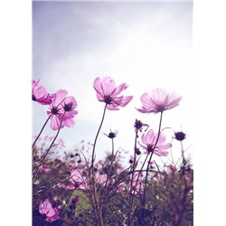 Поле цветов - Фотообои цветы|другие - Модульная картины, Репродукции, Декоративные панно, Декор стен
