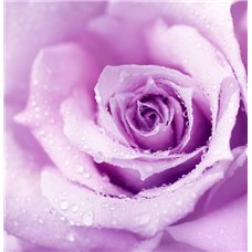 Картина на холсте по фото Модульные картины Печать портретов на холсте Бутон розы - Фотообои цветы|розы