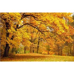Лес осенью - Фотообои природа|лес - Модульная картины, Репродукции, Декоративные панно, Декор стен