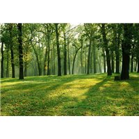 Опушка леса - Фотообои природа|лес