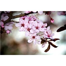 Картина на холсте по фото Модульные картины Печать портретов на холсте Цветущая ветка - Фотообои цветы|цветущие деревья