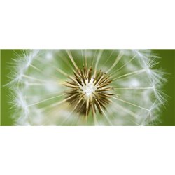 Одуванчик - Фотообои цветы|одуванчик - Модульная картины, Репродукции, Декоративные панно, Декор стен
