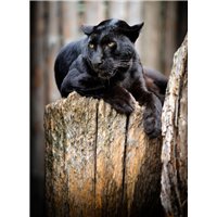 Портреты картины репродукции на заказ - Пантера - Фотообои Животные